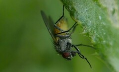 Thricops semicinereus