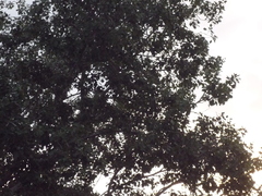 Populus × canescens