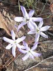 Leucocoryne ixioides