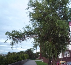 Salix babylonica tortuosa