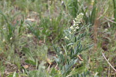 Sophora alopecuroides
