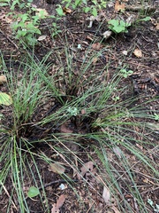 Juncus coriaceus