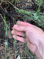 Juncus coriaceus