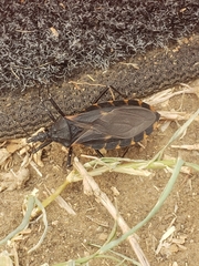 Triatoma gerstaeckeri