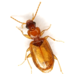 Axinopalpus fusciceps