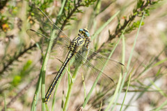 Gomphus simillimus