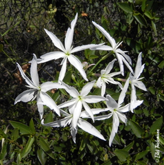 Leucocoryne ixioides