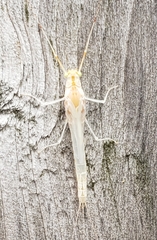 Maccaffertium modestum