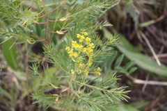 Euphorbia microcarpa