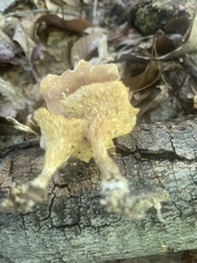 Bresadolia craterella