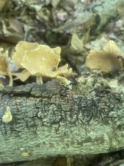 Bresadolia craterella