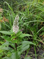 Lysimachia clethroides