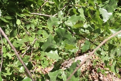 Quercus marilandica