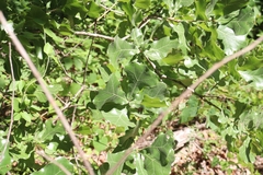 Quercus marilandica