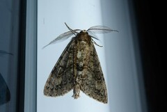 Pseudocoremia suavis