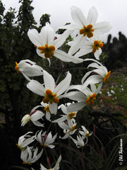 Leucocoryne narcissoides