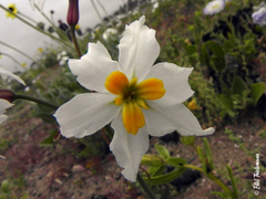 Leucocoryne narcissoides