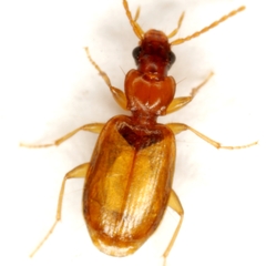 Axinopalpus fusciceps
