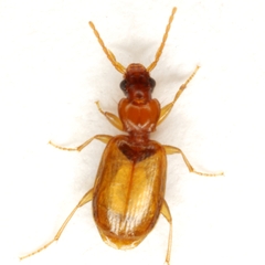 Axinopalpus fusciceps