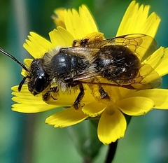 Andrena denticulata