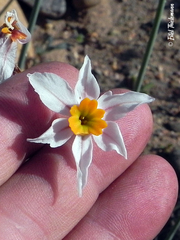 Leucocoryne narcissoides