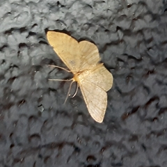 Idaea fuscovenosa
