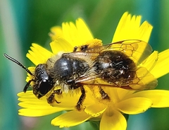 Andrena denticulata