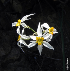 Leucocoryne narcissoides