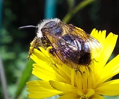 Andrena denticulata