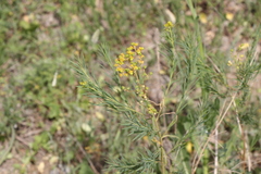 Euphorbia microcarpa