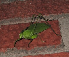 Amblycorypha carinata