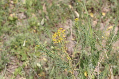 Euphorbia microcarpa