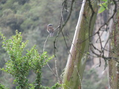 Ochthoeca rufipectoralis