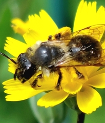 Andrena denticulata