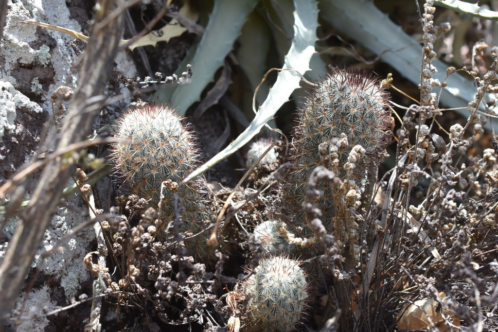 Mammillaria microhelia, Querétaro, MX