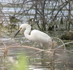 Egretta thula