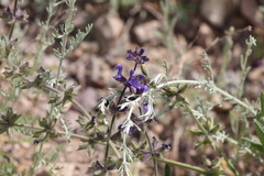 Salvia dumetorum