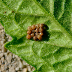 Dolycoris