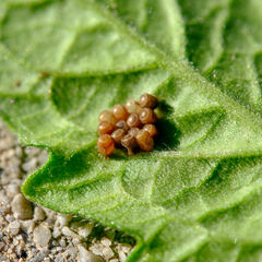 Dolycoris