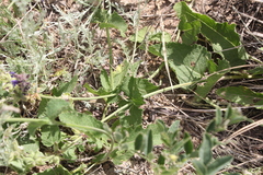 Salvia dumetorum