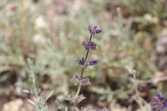 Salvia dumetorum