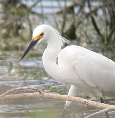 Egretta thula