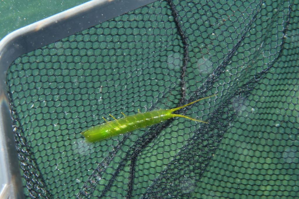 Synischia hectica