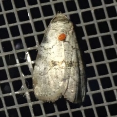 Hyperstrotia pervertens