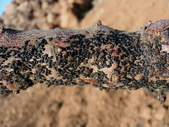 Pterochloroides persicae