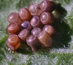 Dolycoris