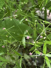 Galium arkansanum