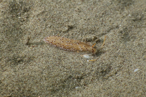 Cerberilla bernadettae