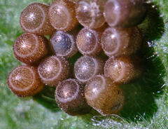 Dolycoris
