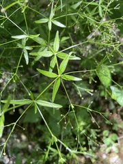 Galium arkansanum